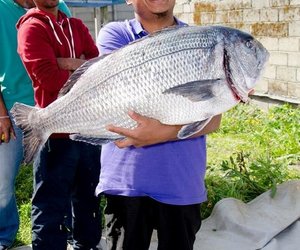 Damme se Mosselkraker